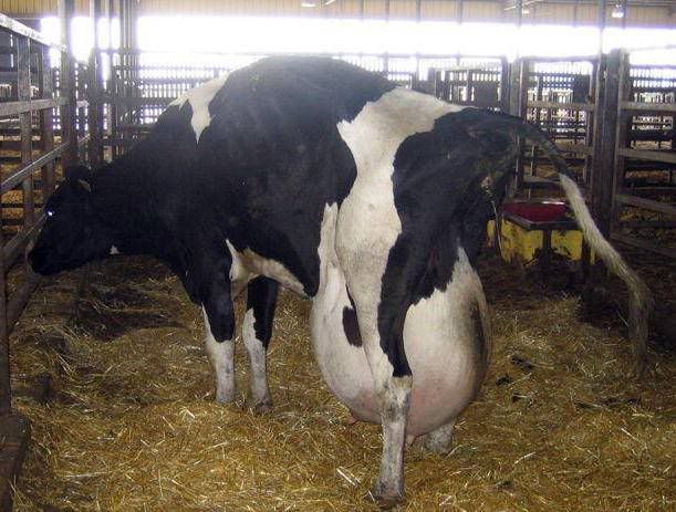 Pictures Of Cows Giving Birth. Dairy cows are so thoroughly