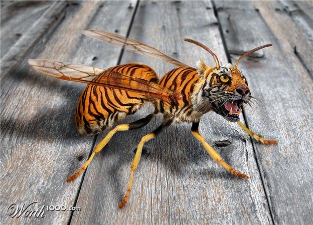 Photoshop, insetos com partes de animais