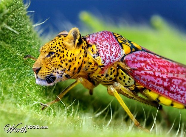 Photoshop, insetos com partes de animais