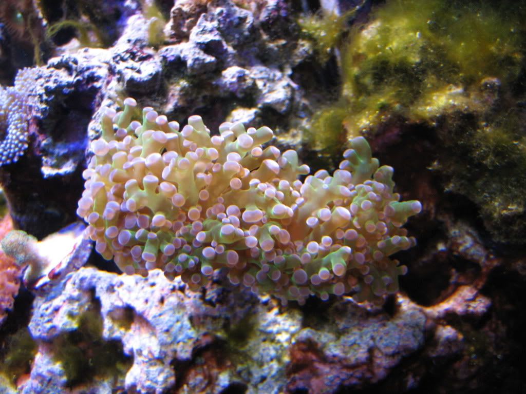 NewCoralsFeb2010013.jpg