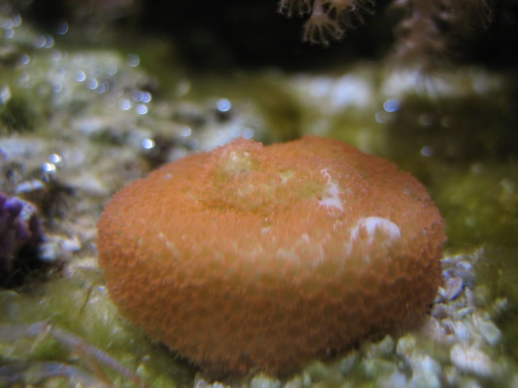 NewCoralsFeb2010014.jpg