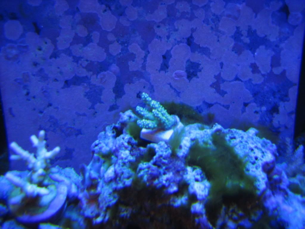 NewCoralsFeb2010022.jpg