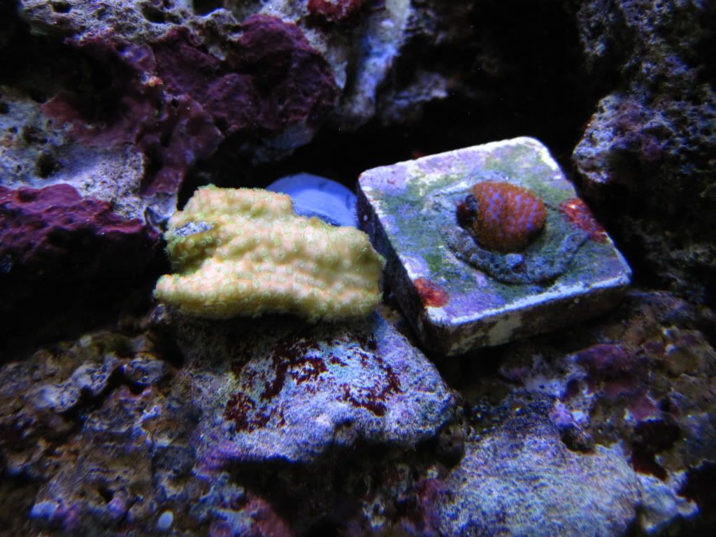 FishJune2010001.jpg