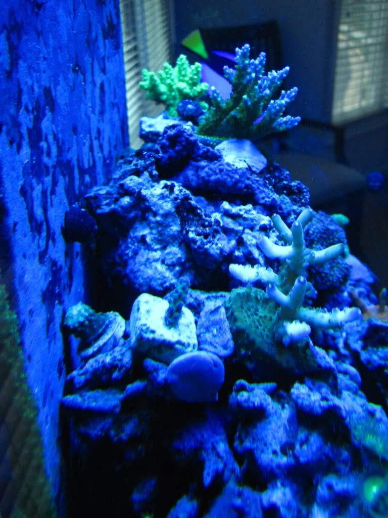 FishJune2010060.jpg