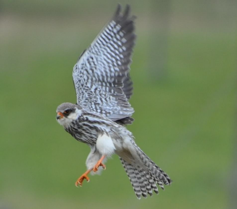 amur falcon