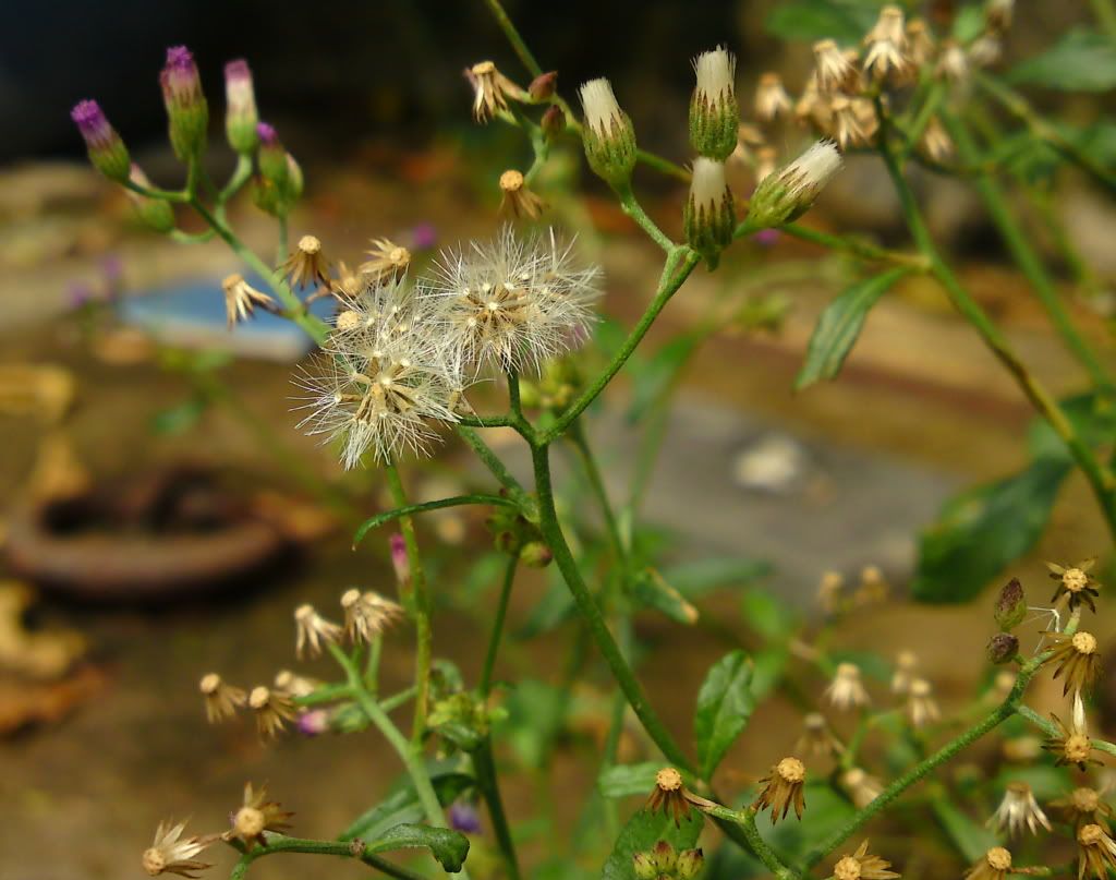 topic về những hình ảnh chụp bằng điện thoại di động - 3