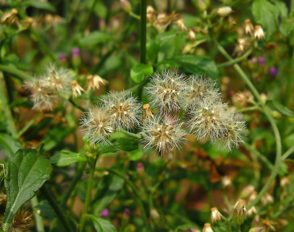 topic về những hình ảnh chụp bằng điện thoại di động - 2