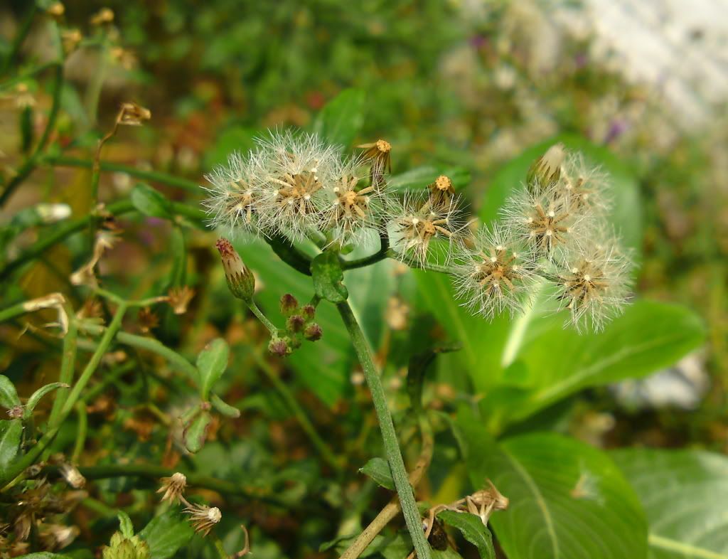 topic về những hình ảnh chụp bằng điện thoại di động - 1