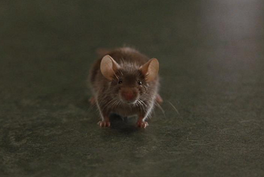 IMAGE(http://i907.photobucket.com/albums/ac275/Reiveni/mousehunt.png)