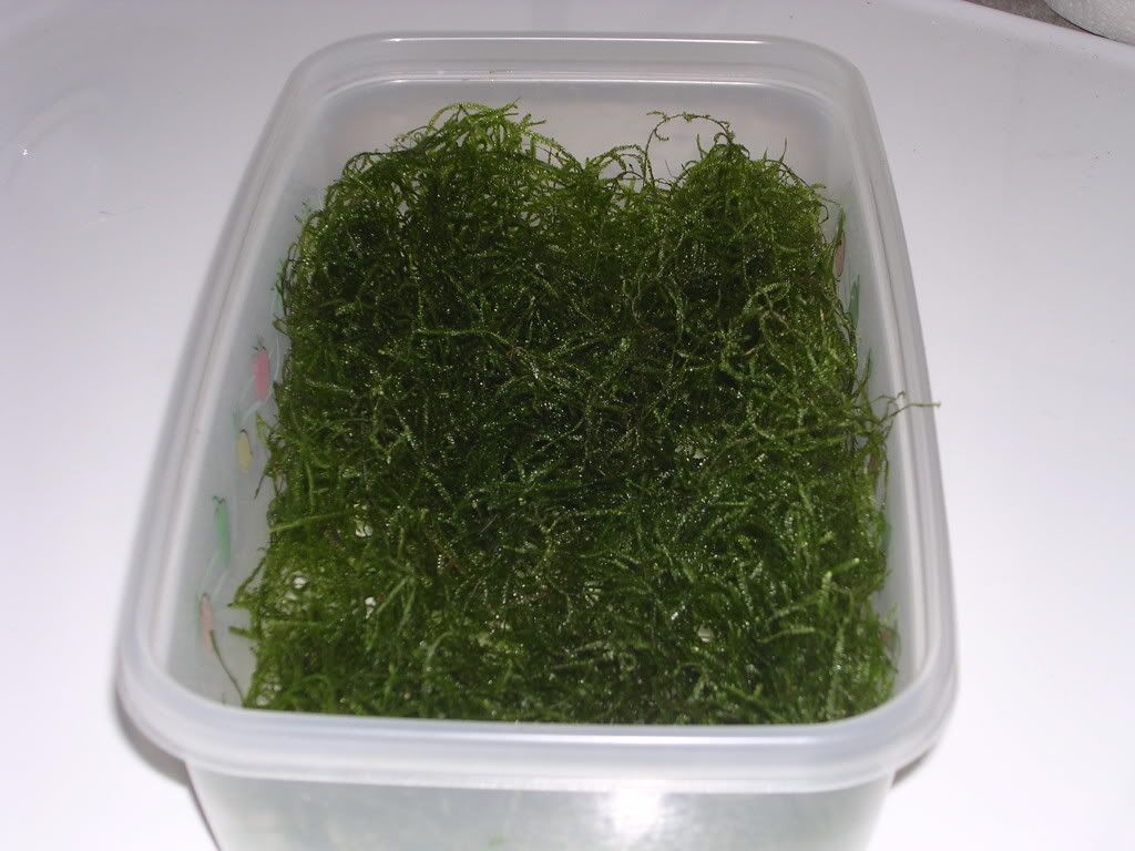Tub of Java Moss