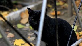 http://i907.photobucket.com/albums/ac275/mathisvogel/furryface_zps2cd9ac6a.jpg