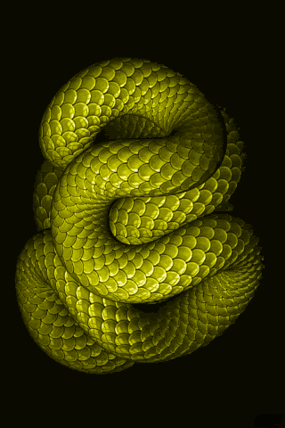 Animated gifs, Avatars and Animated wallpaper