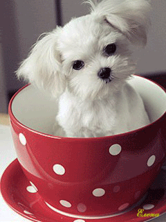  photo mediafile-110.gif