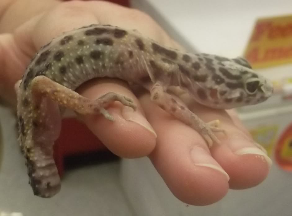 BETTYENPETCO1.jpg