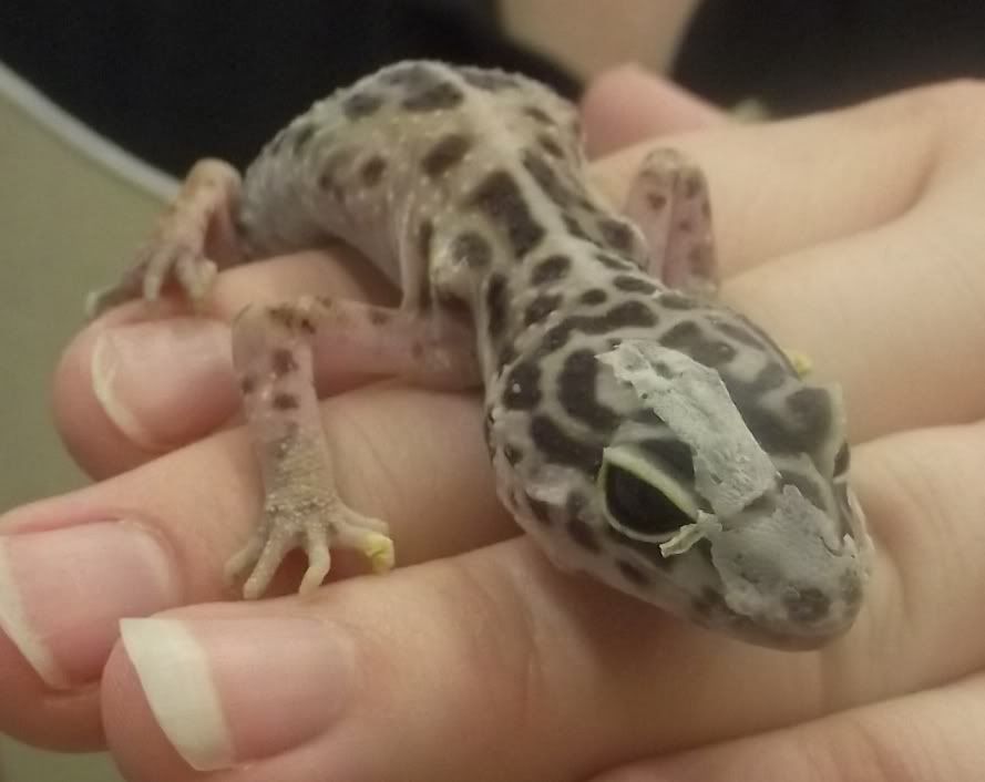 BETTYENPETCO2.jpg