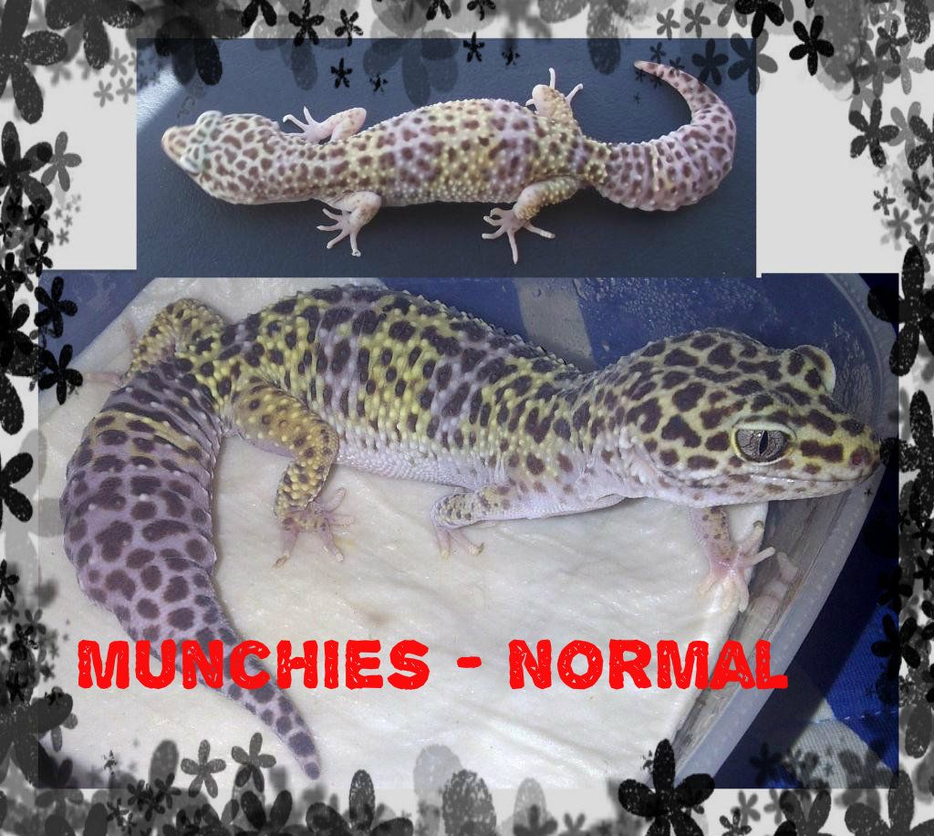 COLLAGEMUNCHIES.jpg