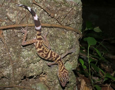 Goniurosaurus-catbaensis-gecko-t-Ziegler-lg.jpg