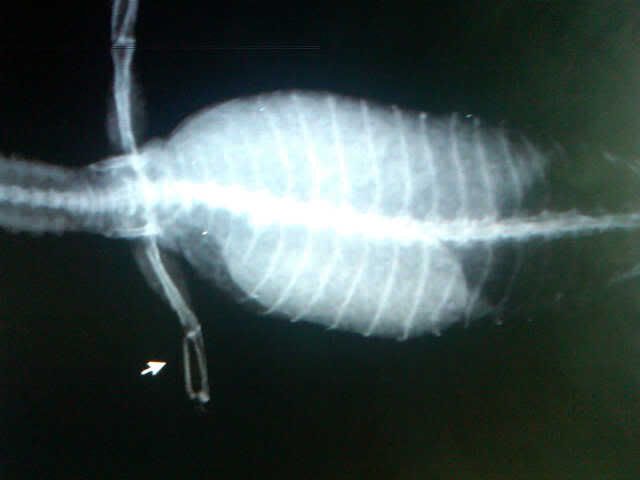 IMG-20110524-00187.jpg