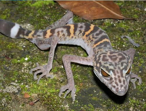 cat-ba-leopard-gecko.jpg