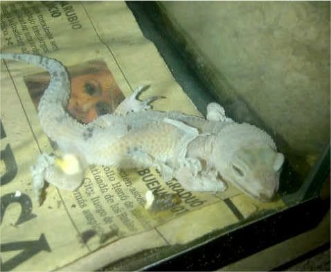 geckomoises.jpg