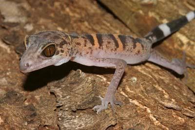 lagartoleopardoCatBaGoniurosauruscatbaensis.jpg