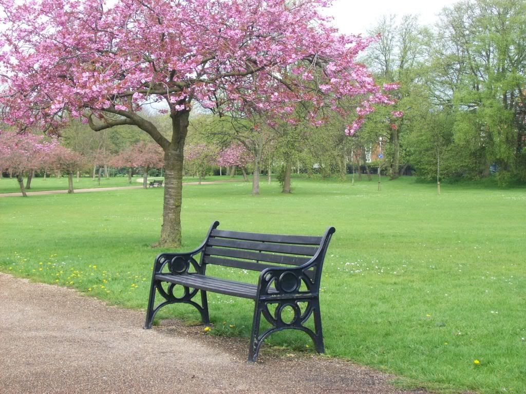 Park Bench in Spring Pictures, Images and Photos