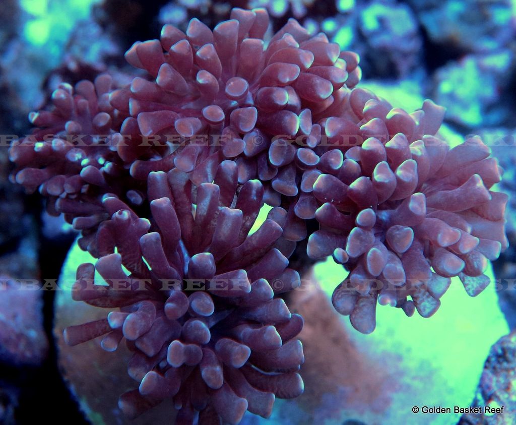 Live Coral Purple Gold Tip Branch Hammer Euphyllia eBay