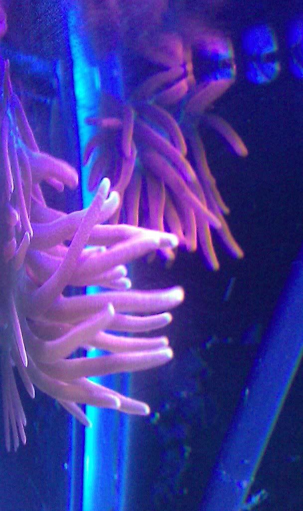 013 - Red bubble Tip Anemone
