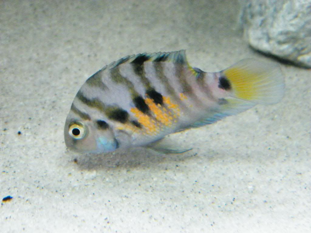 Female Convict Cichlid