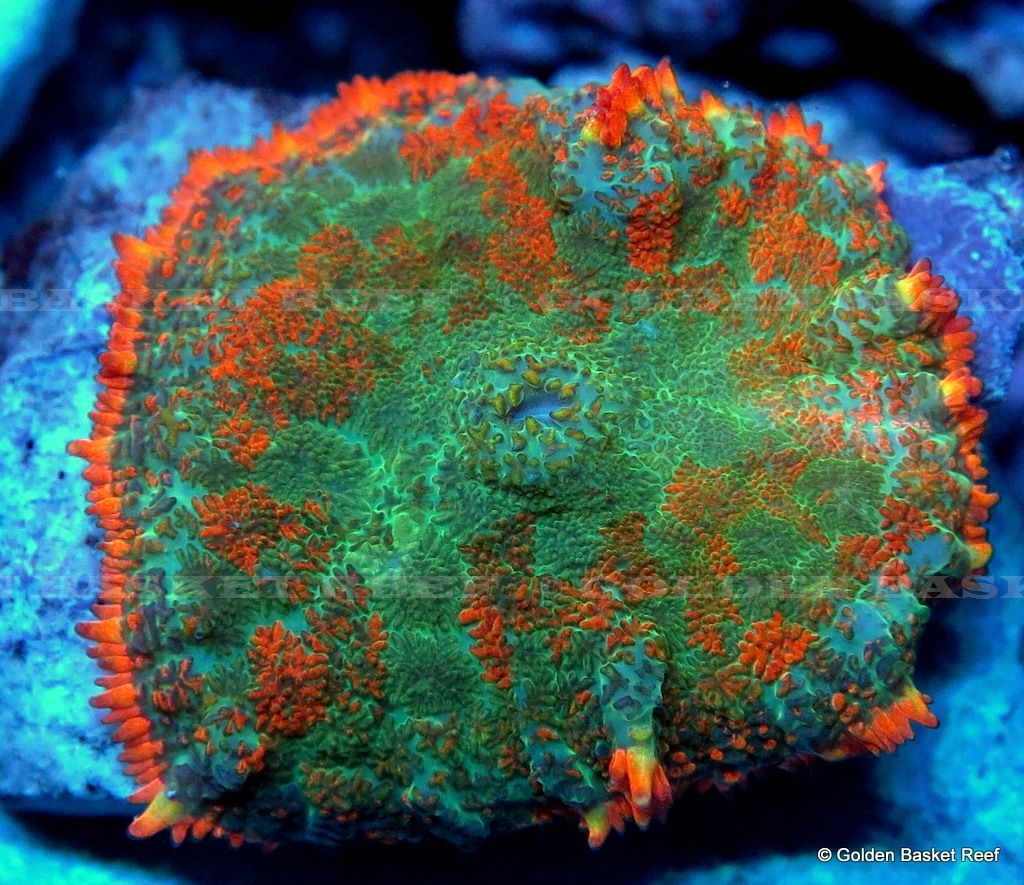 Live Coral - Single Head Neon Orange Rim Rhodactis Mushroom | eBay